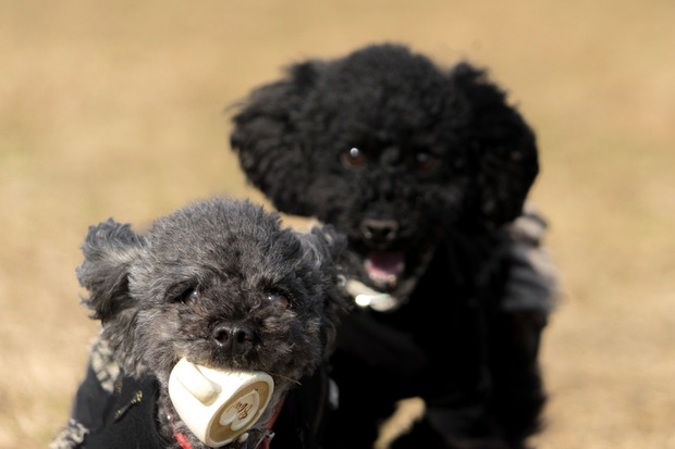 20160103ブラックトイプードル銀座リリー＆ドナ27
