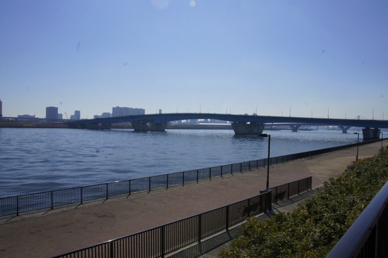 銀座トイプードルリリーas know as de wan05