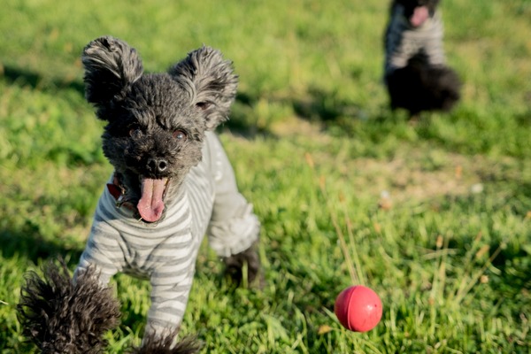 20151129ブラックトイプードル銀座リリー&ドナ005