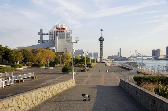 as know as de wan トイプードル 銀座リリー14