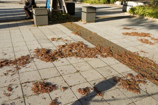 407 銀座ブラックのトイプードルリリーとドナas know as de wan61