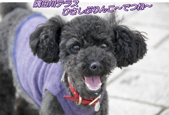 as know as de wanとトイプードルブラックの銀座リリー04