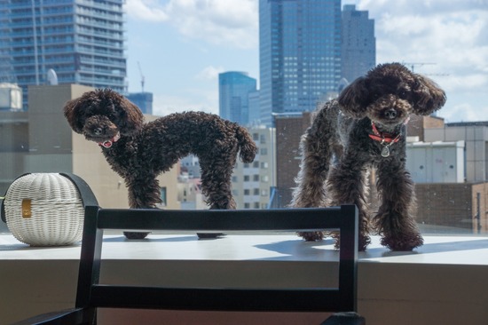 407 銀座ブラックのトイプードルリリーとドナas know as de wan05