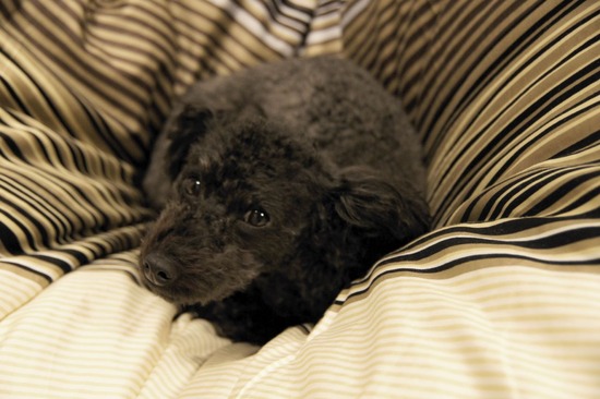 as know as de wan トイプードル 銀座リリー13