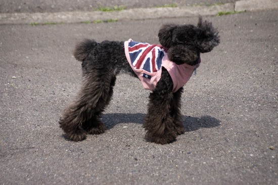 330 銀座ブラックのトイプードルリリーとドナas know as de wan06