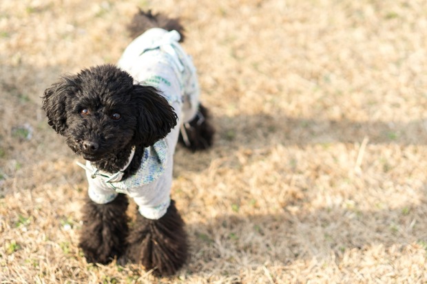 20160203ブラックトイプードル銀座リリードナ10