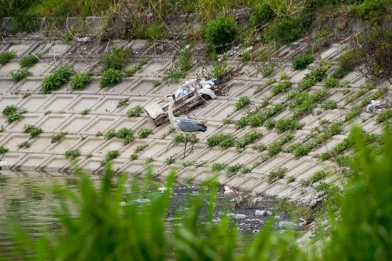 421 銀座ブラックのトイプードルリリーとドナas know as de wan09