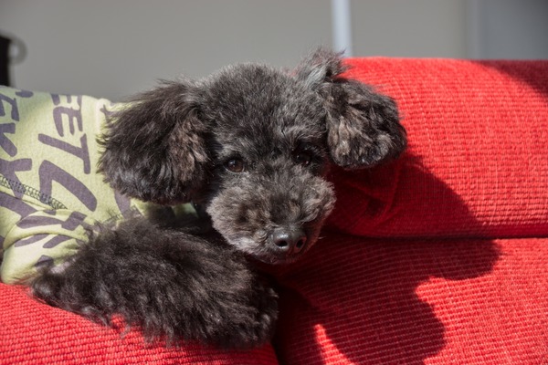 トイプードル銀座リリー044