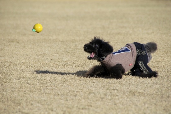 銀座トイプードルリリーas know as de wan30