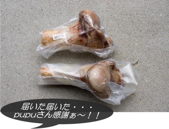 324 銀座ブラックのトイプードルリリーとドナas know as de wan04