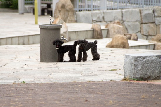 トイプードル銀座リリー&ドナ32