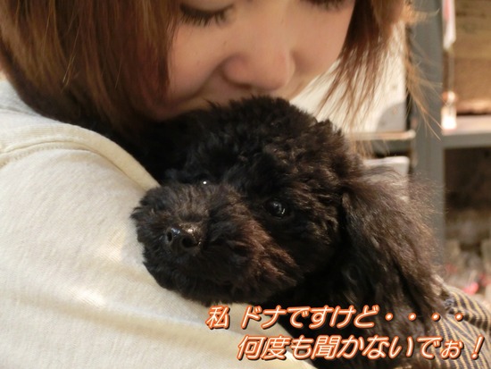 銀座トイプードルリリーas know as de wan07