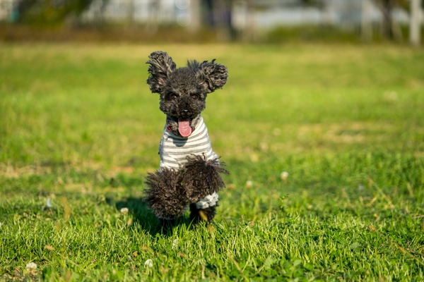 20151129ブラックトイプードル銀座リリー&ドナ014