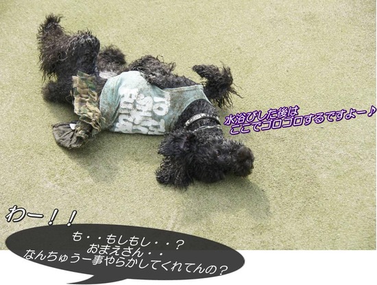 トイプードル銀座リリーとas know as de wan20