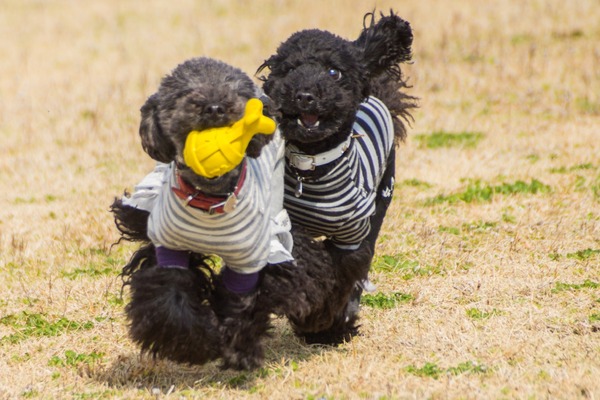 ブラックトイプードル銀座リリードナ014