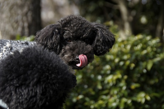 銀座トイプードルリリーas know as de wan24