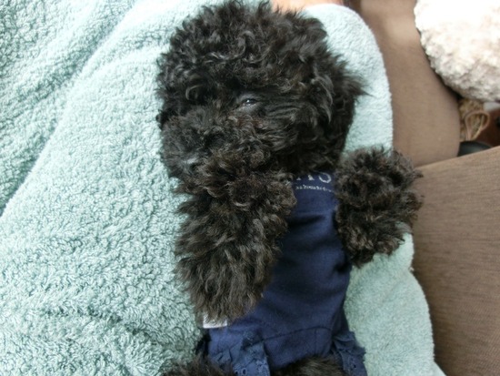 銀座 トイプードル リリー as know as de wan05