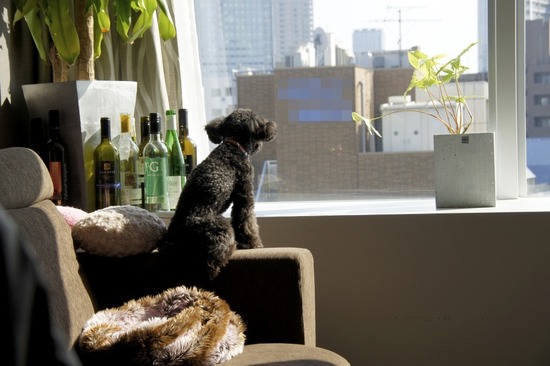 as know as de wan トイプードル 銀座リリー00