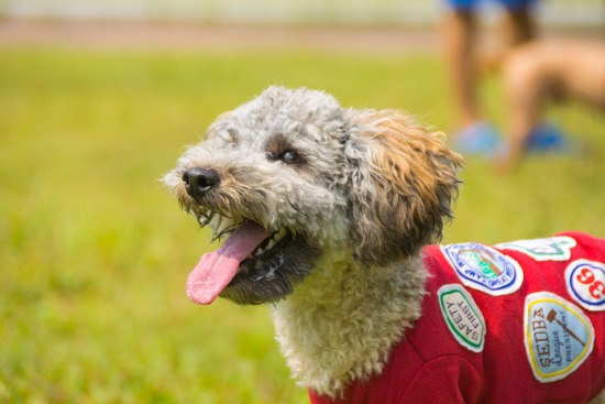 ブログRosieトイプードル銀座リリーとドナas know as de wan160