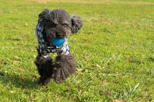 20151212ブラックトイプードル銀座リリー＆ドナ35