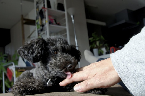 as know as de wan トイプードル 銀座リリー07