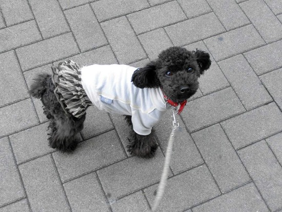 as know as de wan トイプードル 銀座リリー07