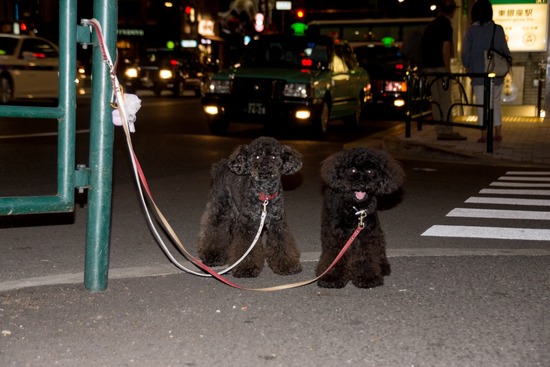 トイプードル銀座リリー＆ドナ17