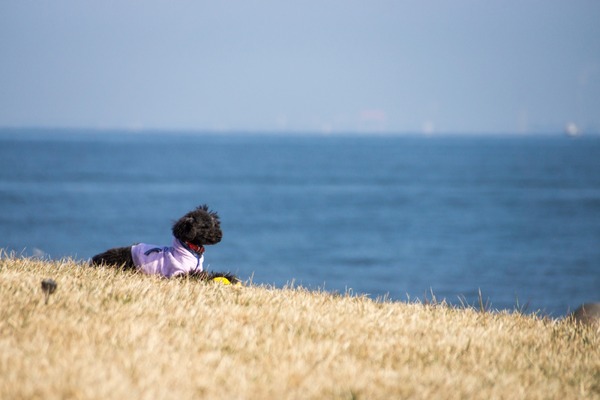 トイプードル銀座リリー029