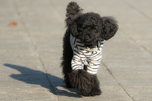 20160111ブラックトイプードル銀座リリー＆ドナ06