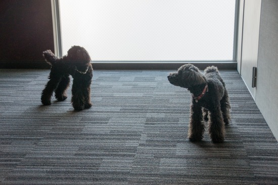 トイプードル銀座リリー＆ドナ99