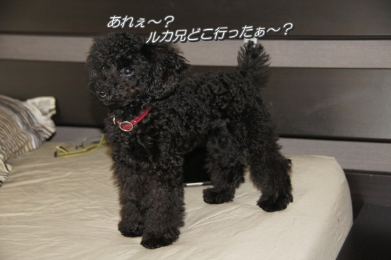 銀座トイプードルリリーas know as de wan20