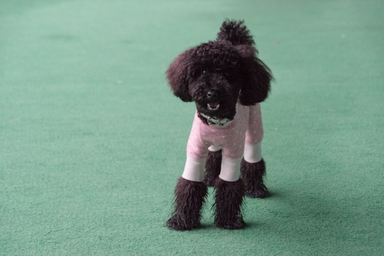 ブラ
ックのトイプードル銀座リリー＆ドナas know as de wan04