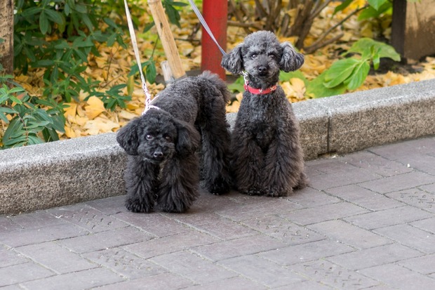 20160101ブラックトイプードル銀座リリー＆ドナ19