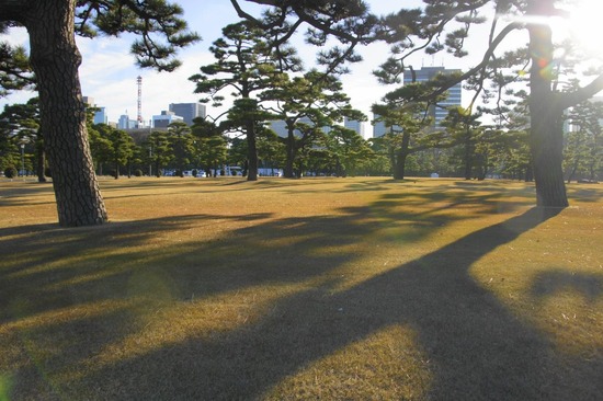 銀座トイプードルリリーas know as de wan29