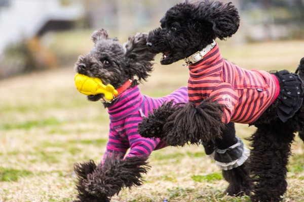 ブラックトイプードル銀座リリードナ029