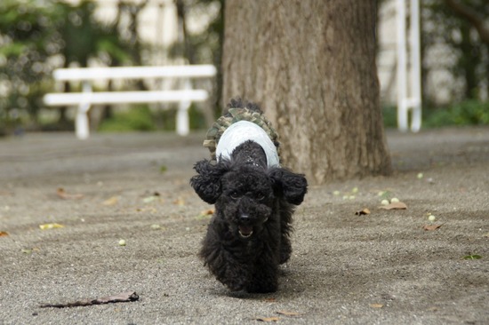 トイプードル銀座リリーとas know as de wan01