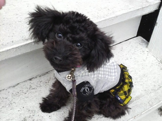 as know as de wanとトイプードルブラックの銀座リリー06