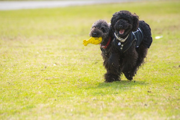 ブラックトイプードル銀座リリードナ047