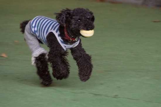 トイプードル ブログ 銀座リリーとドナas know as de wan03