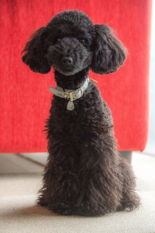 ブラックトイプードル銀座リリードナ008
