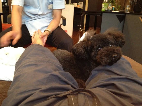 トイプードル銀座リリーとas know as de wan03