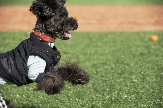 銀座トイプードルリリーas know as de wan30