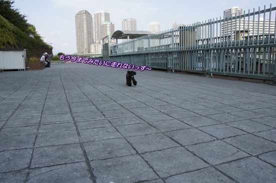 as know as de wanとトイプードルブラックの銀座リリー09