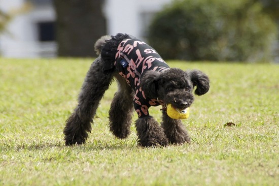 as know as de wan トイプードル 銀座リリー04