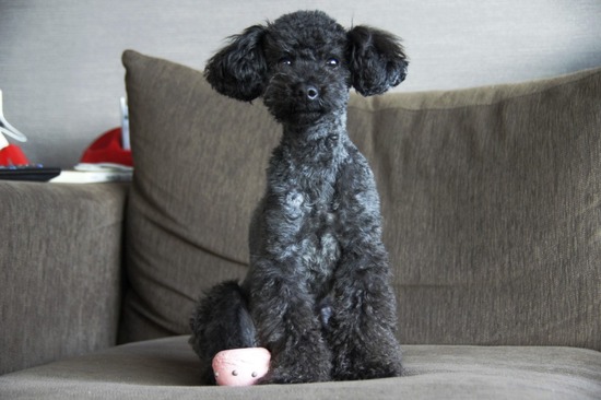 as know as de wan トイプードル 銀座リリー37