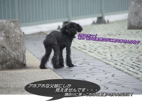 トイプードル銀座リリーとas know as de wan25