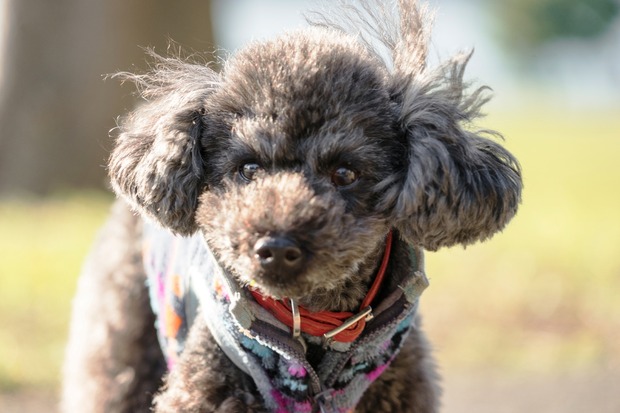 20151222ブラックトイプードル銀座リリー＆ドナ35