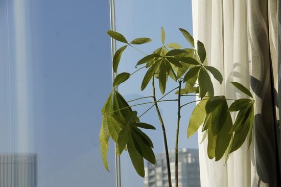 銀座トイプードルリリーas know as de wan41