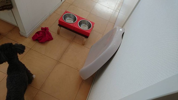 ブラックトイプードル銀座リリー＆ドナ05