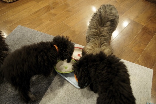 銀座トイプードルリリーas know as de wan25